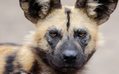 With Bitcoin Cash, A Namibian Conservationist Hopes To Save Endangered African Wild Dog