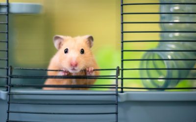 Cryptocurrency-Trading Hamster Outperforms Bitcoin, S&P 500 Since June