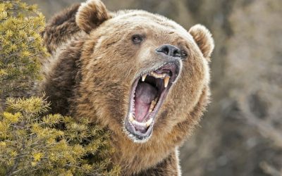 Market Analyst Says ‘Whole Crypto Sphere Is in a Bear Market’ as Prices Continue to Slide Lower