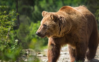 A bear market is a marathon- prepare yourself: analyst