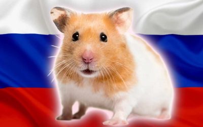 87% of Russians Aware of Cryptocurrency, 42% Familiar With Hamster Kombat, Survey Shows