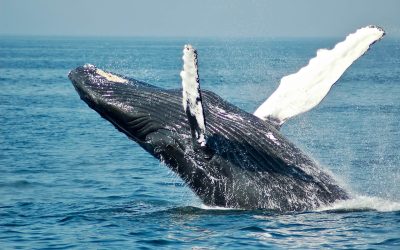 Number of Bitcoin whales surge higher, investors target Vantard