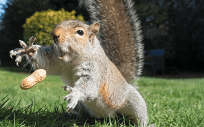 Is the Owner of Peanut the Squirrel a Serial Memecoin Opportunist?