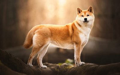 Meme Coins in the Crosshairs: US Government Moves 54 Billion SHIB