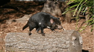 Tasmanian Devil