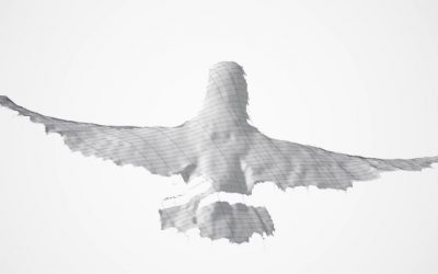 High-speed camera rig captures 3D images of birds’ wings in flight