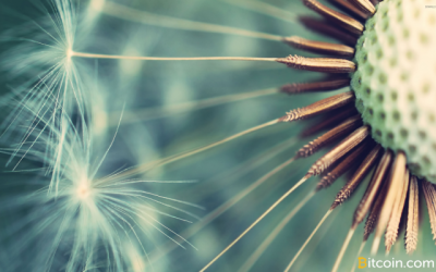 New Dandelion Proposal Aims to Anonymize Bitcoin Transaction Broadcasts