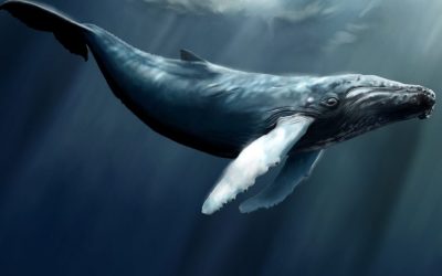 Bitcoin Whales and How They Make Market Waves