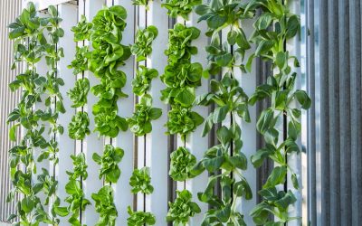 Vertical Farms may be the Future of Your Food