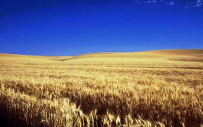Kansas Governmental Ethics Commission Forbids Bitcoin Campaign Donations To Politicians