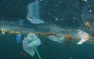 Seabins Start Cleaning the Ocean Surface by Removing Plastic and Cigarette Butts