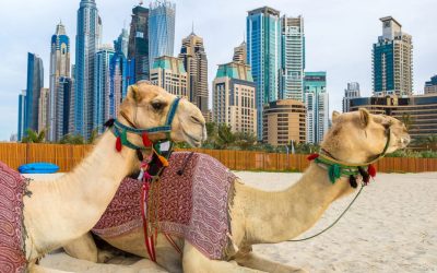 UAE-Based Investors Reveal Outlook for Bitcoin Markets