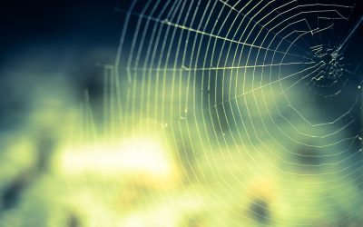 Spider Silk as Strong as Kevlar After Graphene Infusion