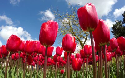 What Is the Tulip Mania ICO All About?