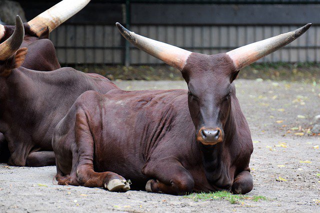 Trading Column `The Writing on the Wall´ – Shorting the Great Bitcoin Bull