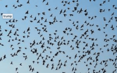 Trump Administration Reverses Obama-Era Policy on Accidental Bird Deaths