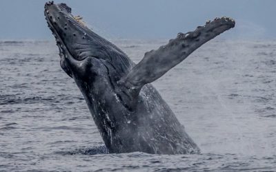 Only Big Broker Offering CME Bitcoin Futures Allows Whales to Short