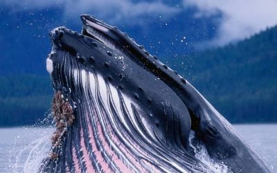 The 65 Percent Price Dip Has Made ‘Bitcoin Whales’ A lot More BTC
