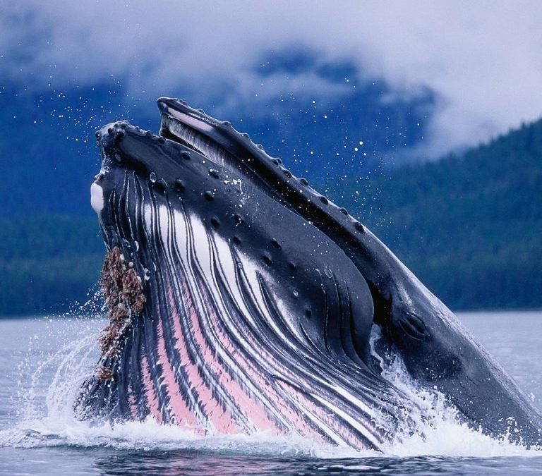 The 65 Percent Price Dip Has Made ‘Bitcoin Whales’ A lot More BTC