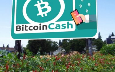 Wallet Provider Bread Adds Bitcoin Cash Support for Apple Devices