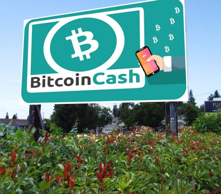 bread bitcoin cash