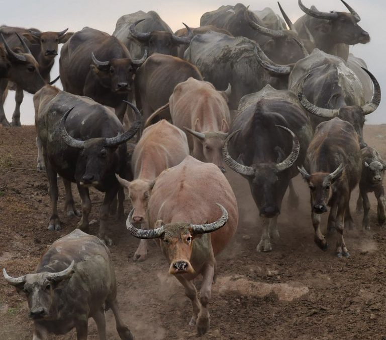 The Weekly: Musk Bots Blocked, US Crypto Candidate, a Herd of Institutional Investors