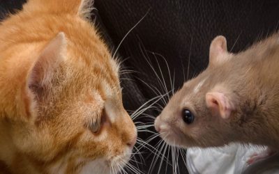 The Darknet Cat and Mouse Game: Law Enforcement Gains More Traction