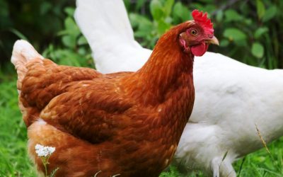 This Chicken Coop Feeder Is Powered by Bitcoin Cash Payments in Real Time