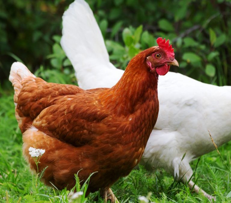 This Chicken Coop Feeder Is Powered by Bitcoin Cash Payments in Real Time