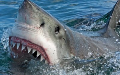 Only Sharks Will Feed on the Crypto Market’s Elusive Price Bottom