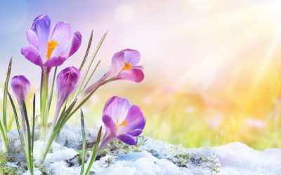Blockchain Projects Bloom as Crypto Spring Fuels a Fundraising Boom