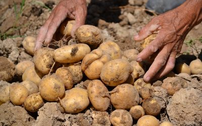 Nestlé And Carrefour Trial Blockchain For Greater Food Transparency