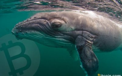 Whale Watch: Large Bitcoin Cash Holders Accumulate 1 Million BCH Since February