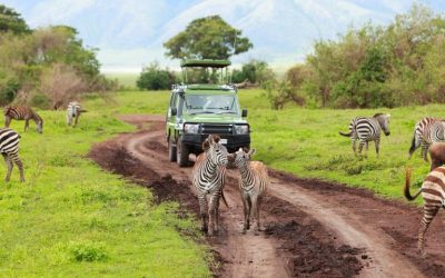 Riddell Travel Will Help You Arrange Your African Tour With BCH