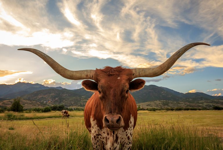 Bitmain Aims to Build a 300MW Texas Mining Farm
