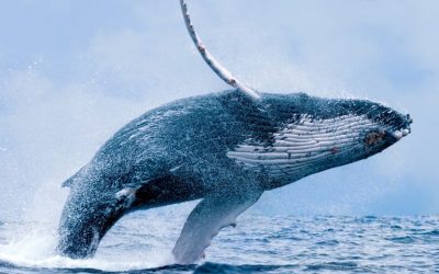 Market Outlook: Crypto Whale Tales and China’s Blockchain Hype