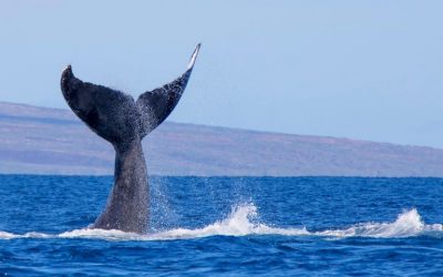 While Markets Move Sideways, Crypto Whale Sightings Increase