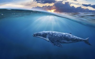 Win or Lose, These Crypto Whales Share Their Trades