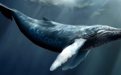 Bitcoin Whale Population Spikes to 1,882 – Highest Level in Three Years