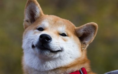 Can’t Keep a Good Dog Down: Meme Token Dogecoin Spiked Over 500% This Year