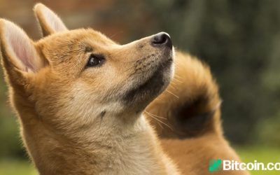 A Mysterious Dogecoin Address Absorbed 27% of the Supply, the Top 20 Addresses Captured 50%