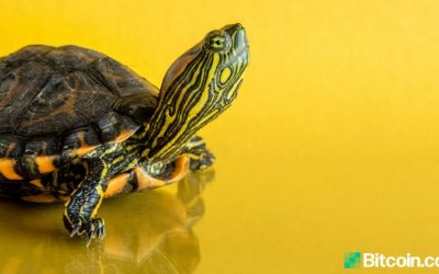 Another Binance Smart Chain Project Turtledex Rug Pulls With Tokens Worth $2.5M Confirmed Stolen
