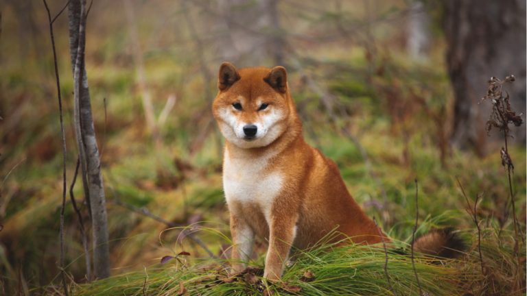 Vitalik Buterin Donates $1B Worth of Shiba Inu Tokens to India’s Crypto Covid Relief Fund