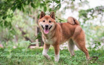 Shiba Inu Gets Listed in Binance and FTX After Price Skyrockets