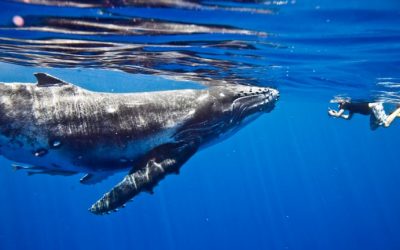 Mystery Whale Returns by Moving $35 Million — Miner Transfers 1,000 ‘Sleeping Bitcoins’ from 2010