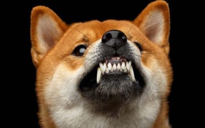 Shibaswap Dex Captures $1.5 Billion Locked in 2 Days, SHIB Platform Bumps ETH Fees Higher