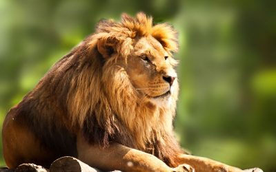 Where to buy Lion Token: LION crypto surges in price