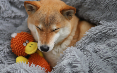 Shiba Inu price prediction as Musk mocks Snowden’s ‘dog money’ tweet