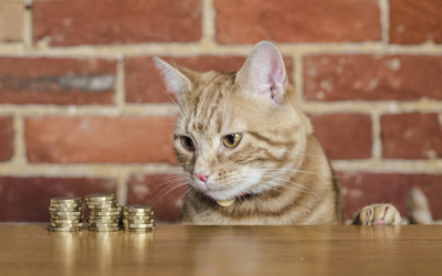 Where to buy Catzcoin: CATZ purrs with 129% climb