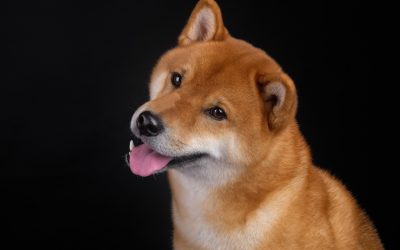 Chainalysis Announces It Will Include Dogecoin Coverage in Its Reports